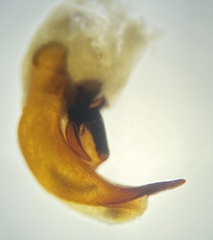 Pterostichus illustris