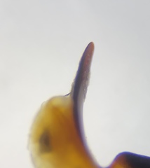 Pterostichus illustris