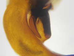 Pterostichus illustris