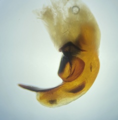 Pterostichus illustris