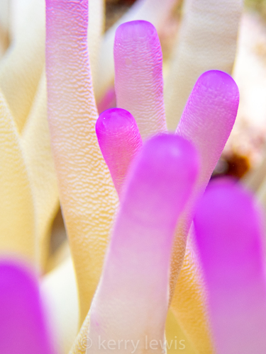 Giant Anemone, photo 6 of 9