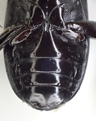 Pterostichus illustris