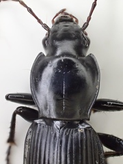 Pterostichus illustris