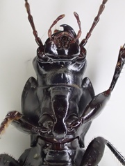 Pterostichus illustris