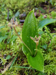 Scoliopus hallii
