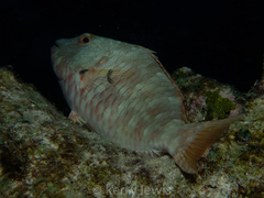 Elacatinus cayman