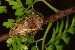 Buprestomorpha montrouzieri