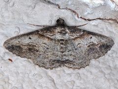 Syneora euboliaria