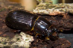 Aulacocyclus