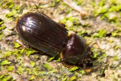 Aulacocyclus