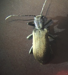 Ditylus gracilis