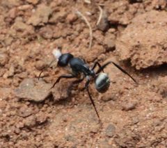 Camponotus sericeus