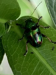 Dermorhytis kandyensis