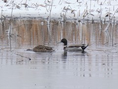 Anas platyrhynchos × acuta