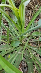 Lactuca graminifolia