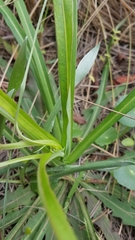 Lactuca graminifolia