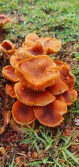 Gymnopilus