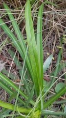Lactuca graminifolia