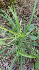 Lactuca graminifolia