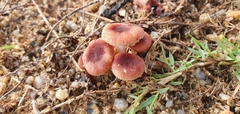 Gymnopilus