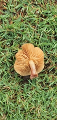 Gymnopilus