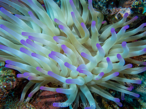 Giant Anemone, photo 9 of 9