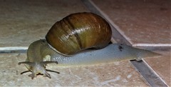 Natalina cafra