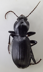 Pterostichus illustris