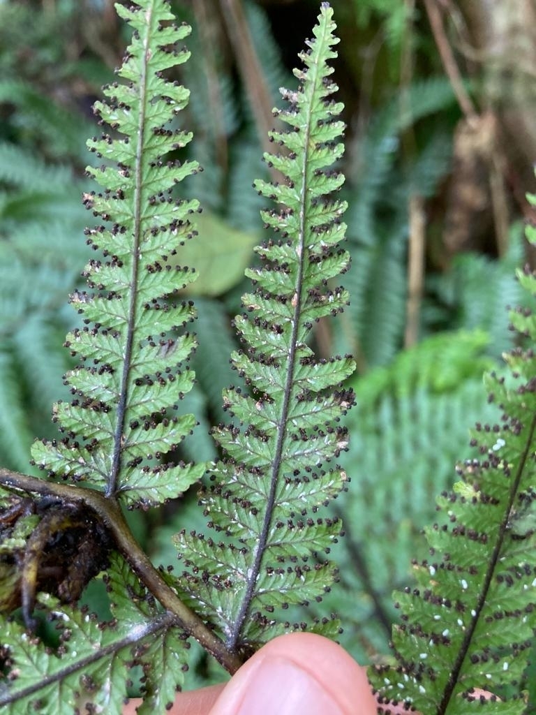 Deparia prolifera