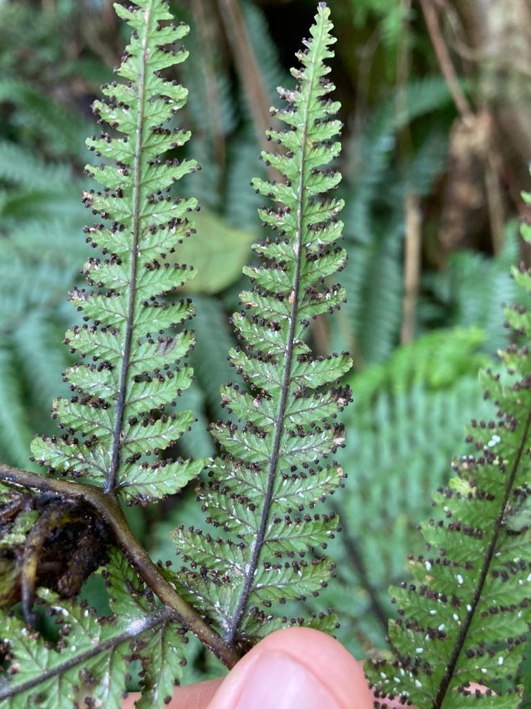 Deparia prolifera