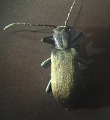 Ditylus gracilis