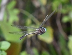 Macromia cincta