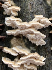 Cerrena zonata