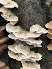 Cerrena zonata