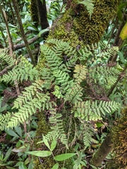 Adenophorus tamariscinus