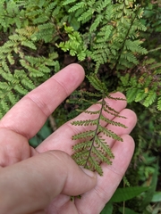 Adenophorus tamariscinus