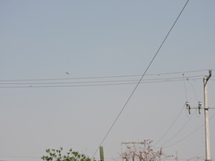 Psittacara holochlorus