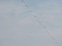 Psittacara holochlorus