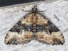 Epyaxa subidaria