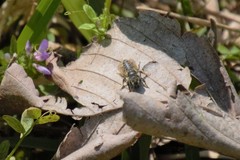 Helicosmia