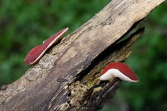 Phillipsia subpurpurea