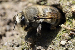 Anthophora
