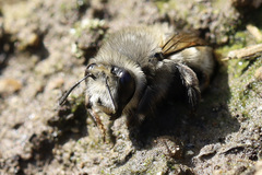Anthophora