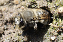 Anthophora