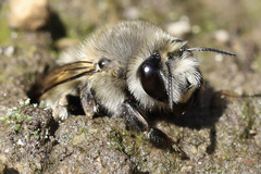 Anthophora