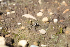 Anthophora
