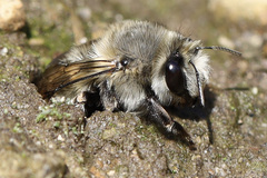 Anthophora
