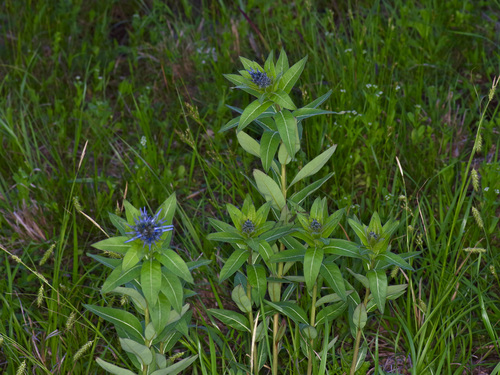 Amsonia tabernaemontana iNat (2)