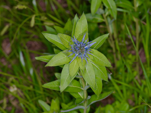Amsonia tabernaemontana