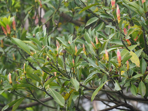 Machilus thunbergii